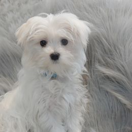 Cash - Maltese