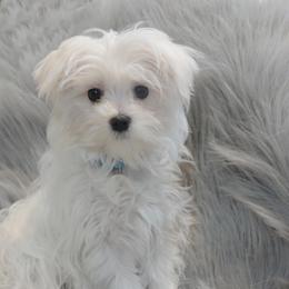 Cash - Maltese
