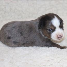 Blue-Eyed Blue Merle Male 2 - Blue merle male Toy Australian Shepherd puppy in Leighton, Alabama from Isbell Land & Livestock, LLC