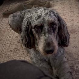 Millie - Bernedoodle