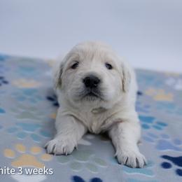 Snow White - Light golden female Golden Retriever puppy in Lakewood, California from Cloud Nine Kennel