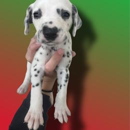 Yoshi - White and black male Dalmatian puppy in Bremen, Georgia from Clark’s Dalmatians