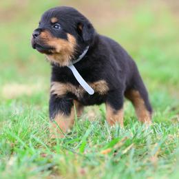 Gray boy - Black and mahogany male Rottweiler puppy in Michie, Tennessee from Schone Rasse Rottweilers