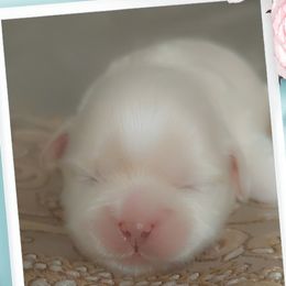 Shih Tzu Puppies from N.F.S.T Imperial ShihTzu Puppies.