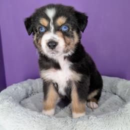 Remi4Girl2- BTF, LONG tail, blue eyes likely, CHIC-OFA-DNA-AKC Titled Parents - Black tri-color female Australian Shepherd puppy in South Hill, Virginia from Silverside Aussies LLC