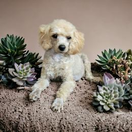 Shirley - Poodle