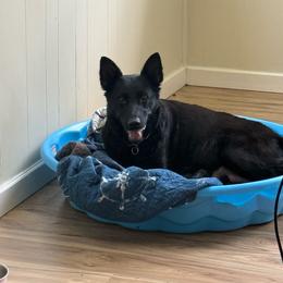 TBD - Black female German Shepherd puppy in Crossville, Tennessee from Raising the Bar German Shepherds