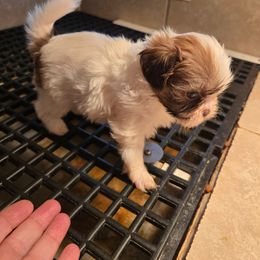 Red and white female new pics video - Red and white female Shih Tzu puppy in Lebanon, Missouri from Anna's Babies in the Midwest