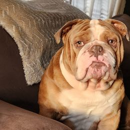 Carl - Bulldog