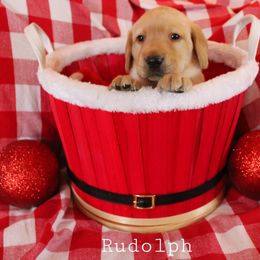 Rudolph - Yellow Labrador Retriever puppy in New Jersey from SommerLabs