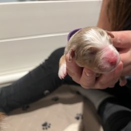 Australian Shepherd Puppies from Ruff & Tumble Australian Shepherds