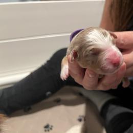 Australian Shepherd Puppies from Ruff & Tumble Australian Shepherds