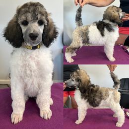 Poodle Puppies from High Mesa Standards