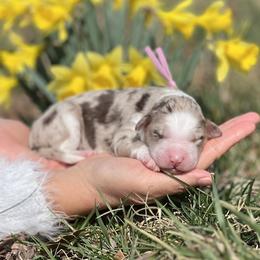Sienna - White and red merle female Bordoodle puppy in Conway, Missouri from 2J 2K Bordoodles