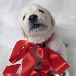 Golden Retriever Puppies from Mountain Sky Goldens