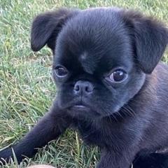 Brussels Griffons from Gold Country Griffs