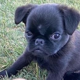 Brussels Griffons from Gold Country Griffs