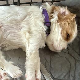 Cavalier King Charles Spaniel Puppies from George Larkin