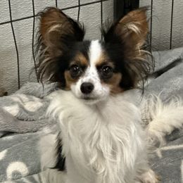 Paris - White black and tan female Papillon puppy in Foresthill, California from Playful Papillon's