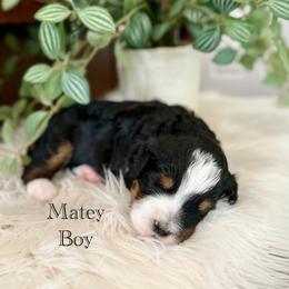 Matey - Tri-color male Bernedoodle puppy in Waco, Texas from Blessings Pups Doodles
