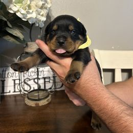 Boy 1 - Rottweiler puppy in Ohio from Vom Hause Bishop
