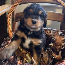Bernedoodle Puppies from Birdies Mini Bernedoodles