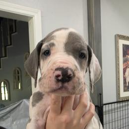 Lexi - Blue and white female Great Dane puppy in Longview, Texas from Lazy A Danes