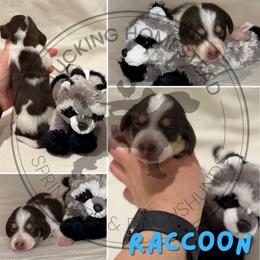 Raccoon - Piebald male Dachshund puppy in Fond Du Lac, Wisconsin from Clucking Homestead Springers & Dachshunds