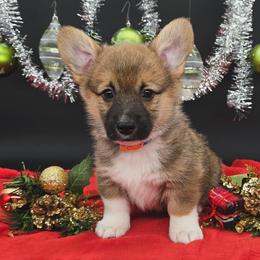 German Shepherd and Pembroke Welsh Corgi Puppies from J&R Shepherds & Corgis