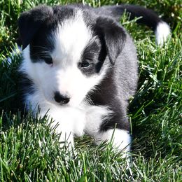 Border Collies from D8 Ranch Border Collies