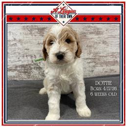Dottie - Parti female Goldendoodle puppy in North Conway, New Hampshire from Arbor Grace Doodles