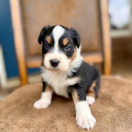 Lincoln - Black tri-color male Australian Shepherd puppy in Statesville, North Carolina from Charming Australian Shepherds