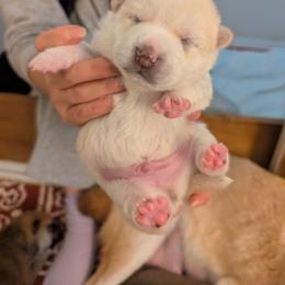 Boy 2 - Cream male Shiba Inu puppy in Rohnert Park, California from Shiba Inn