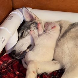 Siberian Husky Puppies from Agouti Run: Husky House
