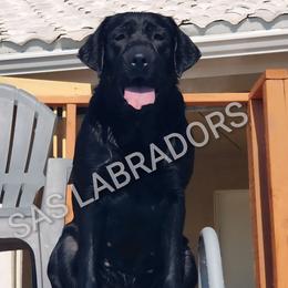 Mirage - Labrador Retriever