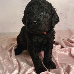 Viscount Anthony Bridgerton - Black male Goldendoodle puppy in Stoughton, Wisconsin from Mandi's Doodles
