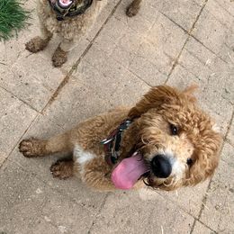 Goldendoodles from Whispering Ridge Doodles