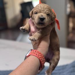 Orange Female- minigoldendoodle - Red  female Goldendoodle puppy in Piedmont, South Carolina from The Farm at Saluda Ridge