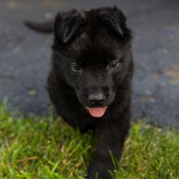 Girl 3 - German Shepherd puppy from AKC Black German Shepherds