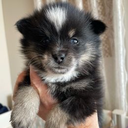Odysseus - Black and white male Pomsky puppy in Cottrellville, Michigan from My Half Pint Pups