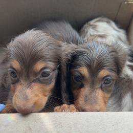 Dachshund Puppies from EntityDachs