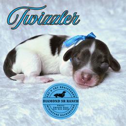 TWIZZLER - Piebald male Dachshund puppy in Columbia, Louisiana from Diamond 5R Ranch AKC & CKC Miniature Dachshunds