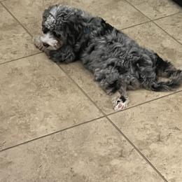 Assorted Doodle Crosses, Bernedoodle, Cockapoo, and Shichon Puppies from Shondel Puppy Paws
