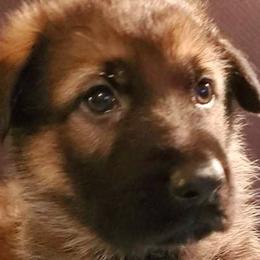 Able z Zaruka CGC - Sable German Shepherd puppy in West Plains, Missouri from Zaruka German Shepherds
