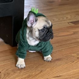 French Bulldog Puppies from Stratton Kennel