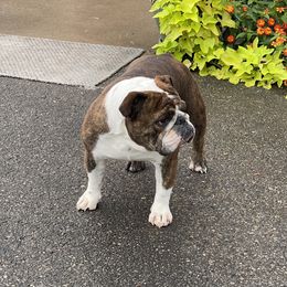 Arcadia - Bulldog