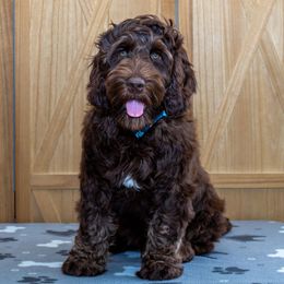 Conner - Chocolate Australian Labradoodle puppy in Wewahitchka, Florida from Stony Brook Australian Labradoodles, LLC