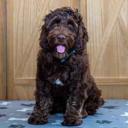 Conner - Chocolate Australian Labradoodle puppy in Wewahitchka, Florida from Stony Brook Australian Labradoodles, LLC