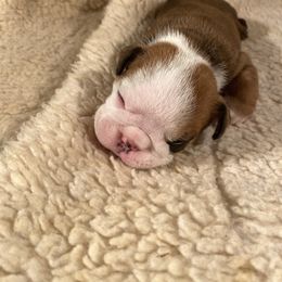 Boy 4 - Bulldog puppy in Fort Wayne, Indiana from Big Time Bulldogs
