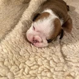 Boy 4 - Bulldog puppy in Fort Wayne, Indiana from Big Time Bulldogs